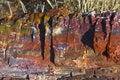 Free Petrified Forest Stock Image - 3469661