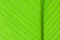Free Green Leaf - Stem Right Stock Images - 3461754