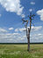 Free Meadow, Tree And Clouded Sky Royalty Free Stock Image - 3464276