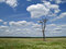 Free Meadow, Tree And Clouded Sky 3 Royalty Free Stock Photography - 3464367