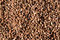 Free Siberian Cedar Nuts Stock Photos - 3466893
