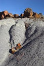 Free Petrified Forest Stock Photography - 3471082