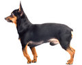 Free Isolated Funny Dog Royalty Free Stock Images - 3471229