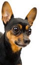 Free Isolated Funny Dog Stock Photo - 3471230