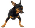 Free Isolated Funny Dog Stock Photos - 3472843