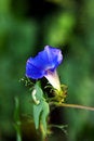 Free Morning Glory (7) Stock Image - 3472961