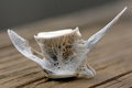 Free Lacy Fish Vertebrae Royalty Free Stock Images - 3476479