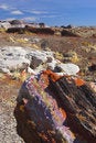 Free Petrified Forest Royalty Free Stock Image - 3481396