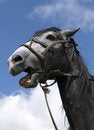 Free Beauty Horse Expression Head Stock Photo - 3485070