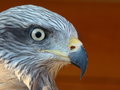 Free Predator Royalty Free Stock Photography - 3485907