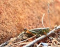 Free Watchful Grasshopper Royalty Free Stock Images - 3488959