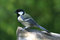 Free Tit On A Board Royalty Free Stock Image - 3481356