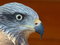 Free Predator Royalty Free Stock Photography - 3485907