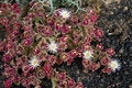 Free Crystalline Ice Plant Royalty Free Stock Image - 3495076