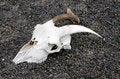 Free Goat Skull Royalty Free Stock Photo - 3495985