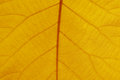 Free Leaf Veins Stock Photography - 3496782