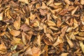 Free Fall Leaves Royalty Free Stock Photography - 3498047