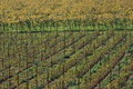 Free Autumnal Vineyard Geometry Royalty Free Stock Photo - 3499735