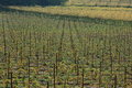 Free Autumnal Vineyard Geometry 2 Royalty Free Stock Photos - 3499808