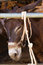 Free Donkey Royalty Free Stock Photography - 3490387