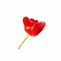 Free Hot Chili Royalty Free Stock Photo - 357235