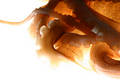 Free Octopus Struggle Royalty Free Stock Photos - 358148