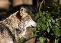 Free Wolf Royalty Free Stock Photography - 358817