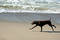 Free German Shorthair Pointer Royalty Free Stock Photos - 355408