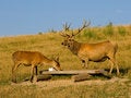 Free At The Deer Farm Stock Photo - 3500830