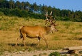 Free At The Deer Farm Royalty Free Stock Images - 3500979