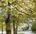 Free Tree-lined Sidewalk Stock Images - 3505084