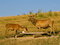 Free At The Deer Farm Stock Photo - 3500830