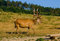 Free At The Deer Farm Royalty Free Stock Images - 3500979