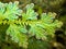 Free Bluish Green Leaves Stock Photos - 3503343