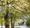Free Tree-lined Sidewalk Stock Images - 3505084