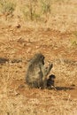 Free Baboon With Cub Stock Photography - 3510382