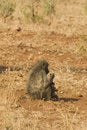 Free Baboon With Cub Royalty Free Stock Photo - 3510405