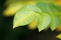 Free Green Vivid Leaf With Copyspace Stock Images - 3517894