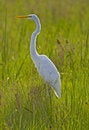 Free Great Egret Stock Images - 3519464
