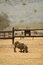 Free Warthog On A Ranch Stock Photo - 3510230