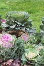 Free Cabbage Flowerbed Royalty Free Stock Images - 3522089