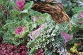 Free Cabbage Flowerbed Stock Photo - 3522110