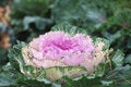 Free Cabbage Flowerbed Royalty Free Stock Images - 3522179