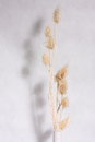 Free Dry Flower Stock Photo - 3526840