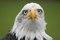 Free Looking Eagle Stock Photography - 3522692