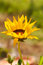 Free Vivid Gerbera Flower Stock Images - 3529484