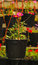 Free Spring Flowers Royalty Free Stock Photo - 3529535
