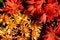 Free Spring Flowers Royalty Free Stock Photos - 3529548