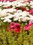 Free Spring Flowers Stock Image - 3529551