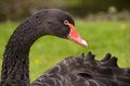 Free Black Swan Stock Photo - 3531540